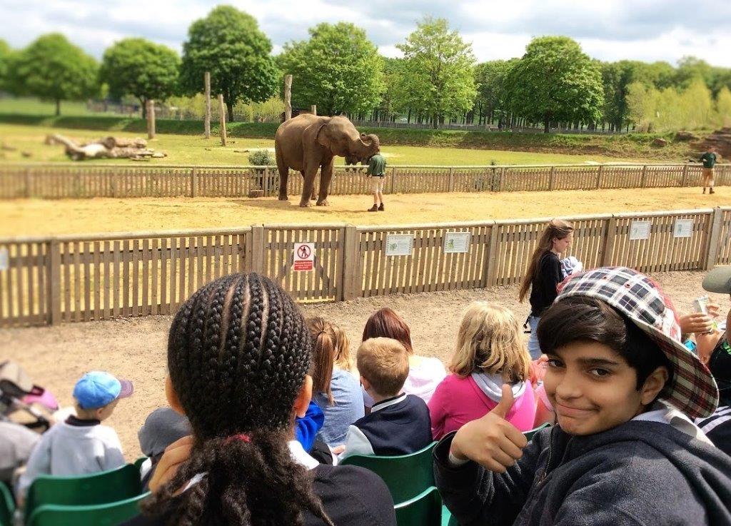 2016 Woburn Elephant feeding time